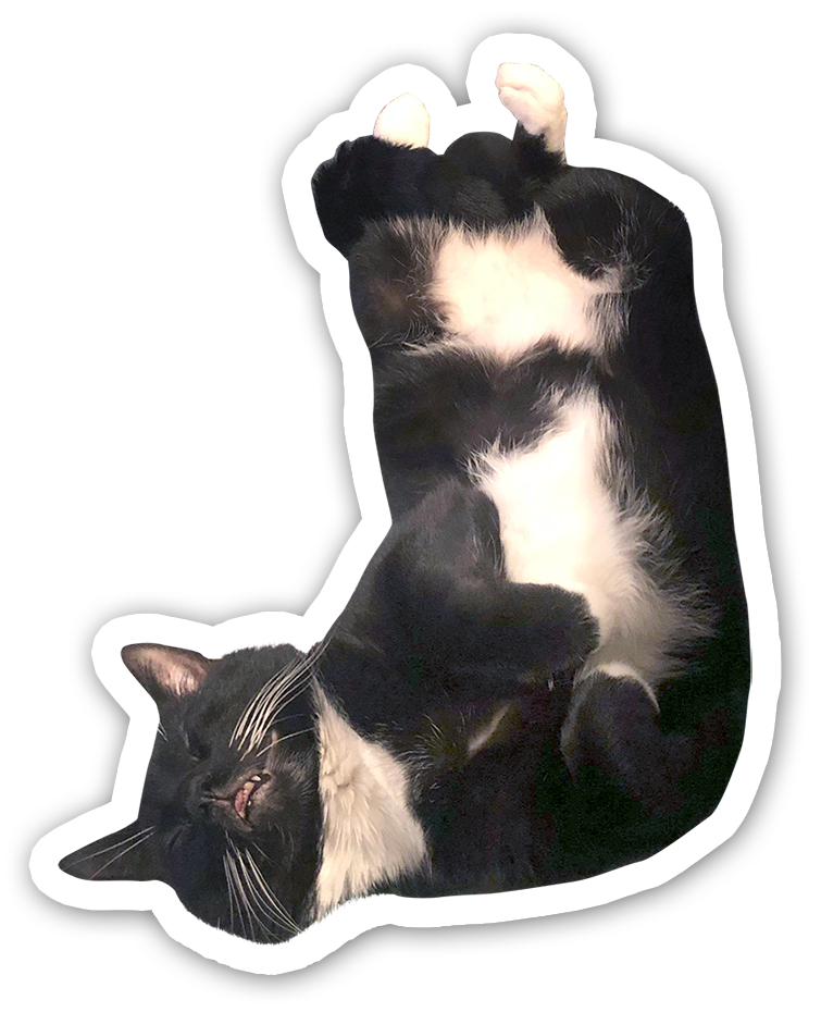 Q the Cat